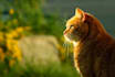 do a reconnective healing session for your pet