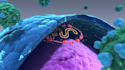 create your 3d medical anatomy scientific biomedical illustration or animation