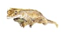 paint you pets, reptils, amphibians