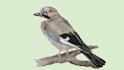 paint any bird you like, wild bird, pets