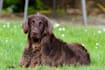 take animal photos for you