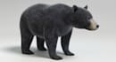 3d animal model, animal animation, 3d fur, 3d animal rigging