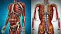 professional medical illustrations, drawings, exercises