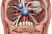 draw detailed medical illustrations