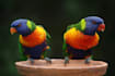 transform your photos to perfection