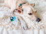 do distance energy healing to harmonize your pets health