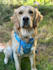 create dog ugc and content to scale your business