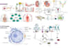 design your scientific and medical figures on biorender