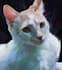 paint a portrait for your pet, any animal