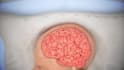 create realistic 3d medical animations 3d neurosurgery brain anatomy animation