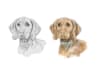 draw expressive pet portraits