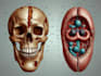 do medical and scientific illustrations