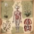 do botanical and anatomical scientific illustrations
