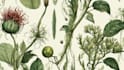 draw botanical and flower beautifully
