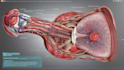 do medical and scientific illustrations