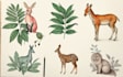 draw animal and botanical illustrations