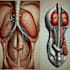 do medical and scientific illustrations