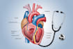 create scientific and medical illustrations