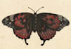paint unique illustrations of insects and butterflies