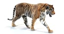 do 3d animal animation, 3d animal rigging, 3d animal vfx compositing, animal fur