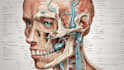do all medical, dental and scientific illustrations