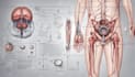 draw anatomical, medical and scientific illustrations