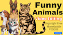 create funny pets animal videos for youtube