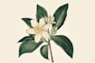 draw botanical food illustration art