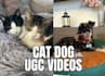 create dog or cat ugc videos