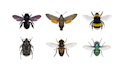 draw a scientific illustration