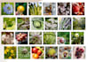 design your permaculture garden