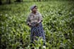 write agricultural content, research and summaries professionally