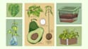 create scientific plant illustrations for books and study