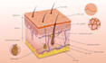 do all medical, anatomy and scientific illustration