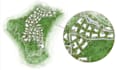 render architectural masterplan and real state site plan