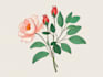 draw botanical illustrations, flowers and plants