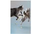 render 3d animal animation, 3d animation, character design, xgen, cgi, vfx