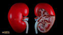 do high quality 3d medical animation