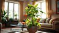 give you tips on applying feng shui throughout your home