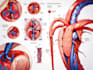 draw detailed medical and scientific illustrations