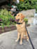 create ugc content with my dog