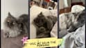 create ugc content with my persian cat for your brand