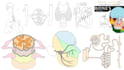 create medical illustrations and anatomy line art coloring book for you