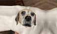 convert your dog cat pet into custom embroidery digitizing file