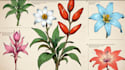 do botanical and anatomical scientific illustrations