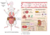 design scientific figures and infographics for your research