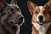 create a vector illustration of a pet portrait