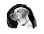 illustrate a pet portrait