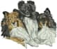 do custom embroidery digitizing to dst, pes, emb in 1 hour