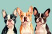 draw illustration pet portrait vector art